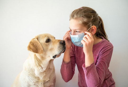 Transmission du nouveau coronavirus via les animaux domestiques