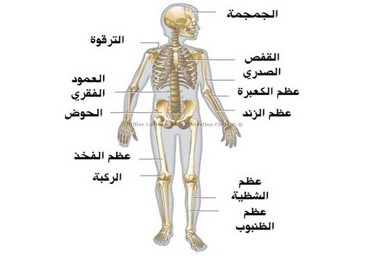 تعرفوا على الأمراض العظميّة الأكثر خطورة وإنتشارا في العالم