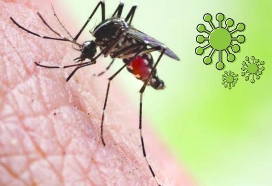 فيروس كورونا وفصل الصيف : هل ينقل البعوض الفيروس؟